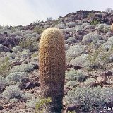 Ferocactus acanthodes, Ocotillo, Cal., USA ©JL.jpg